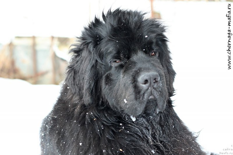 Фото: ньюфаундленд Chernaya Mafia Shengen Visa (Черная Мафия Шенген Виза)