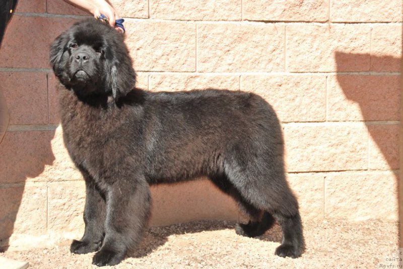 Фото: ньюфаундленд Zhenrietta  s Berega Dona (Женриетта с Берега Дона)