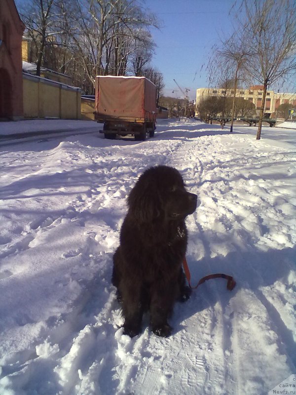 Фото: ньюфаундленд Belkonder-Club Bella Renaissance (Белкондер-Клаб Белла Ренессанс)