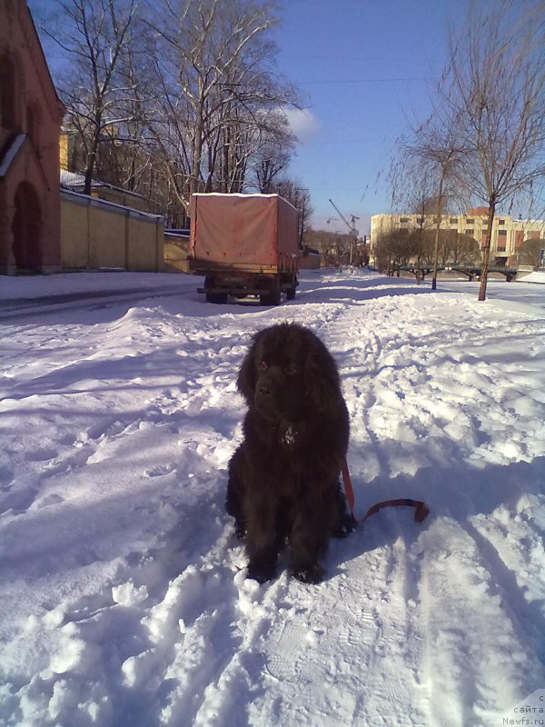 Фото: ньюфаундленд Belkonder-Club Bella Renaissance (Белкондер-Клаб Белла Ренессанс)