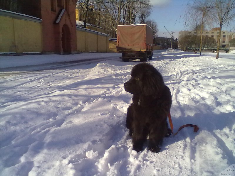 Фото: ньюфаундленд Belkonder-Club Bella Renaissance (Белкондер-Клаб Белла Ренессанс)