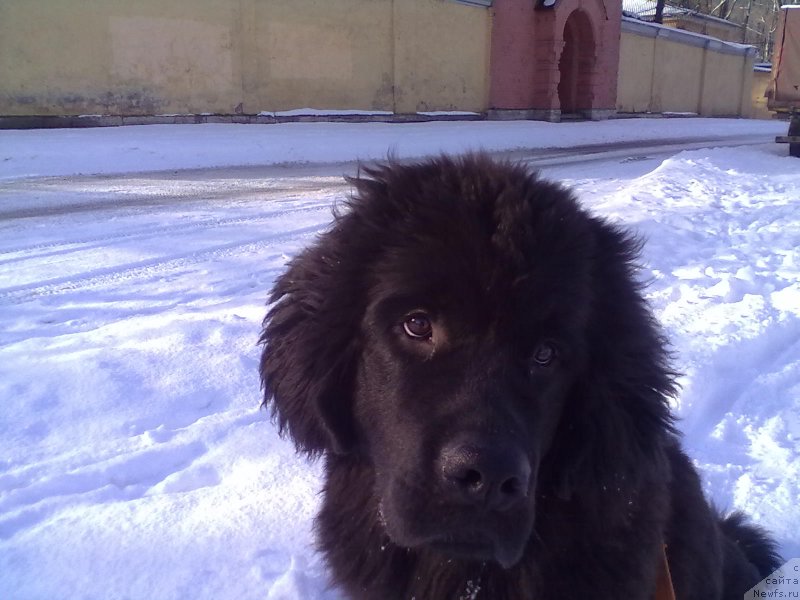 Фото: ньюфаундленд Belkonder-Club Bella Renaissance (Белкондер-Клаб Белла Ренессанс)