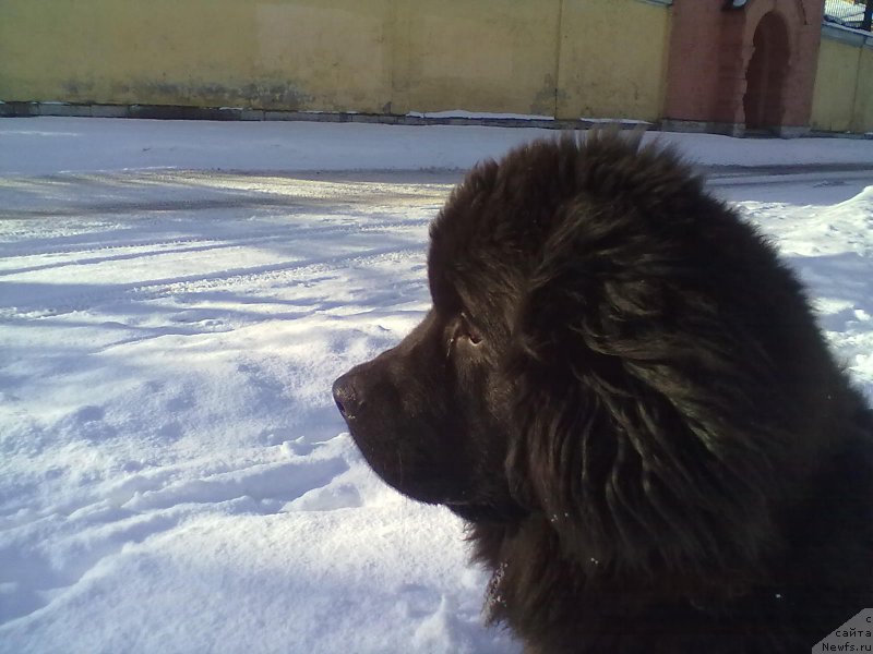 Фото: ньюфаундленд Belkonder-Club Bella Renaissance (Белкондер-Клаб Белла Ренессанс)