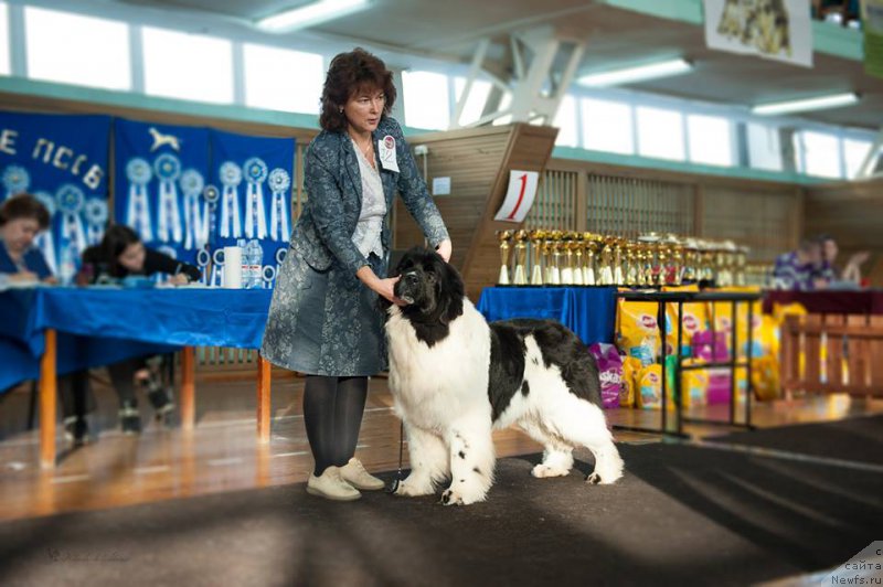 Фото: ньюфаундленд Kiss Princess Dreamblack