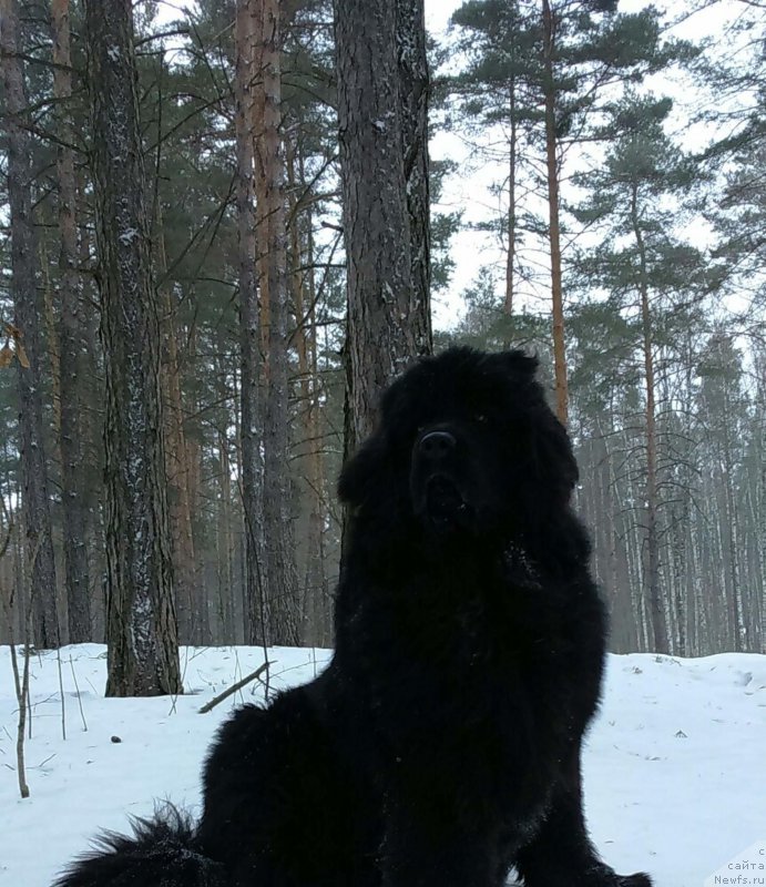 Фото: ньюфаундленд Hit SHeliko Gyelyeksi Star (Хит Шелико Гэлэкси Стар)