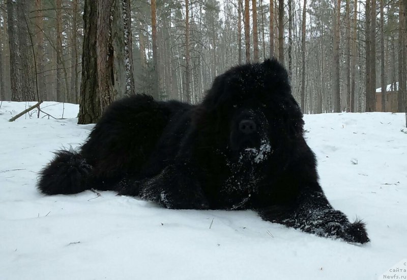Фото: ньюфаундленд Hit SHeliko Gyelyeksi Star (Хит Шелико Гэлэкси Стар)
