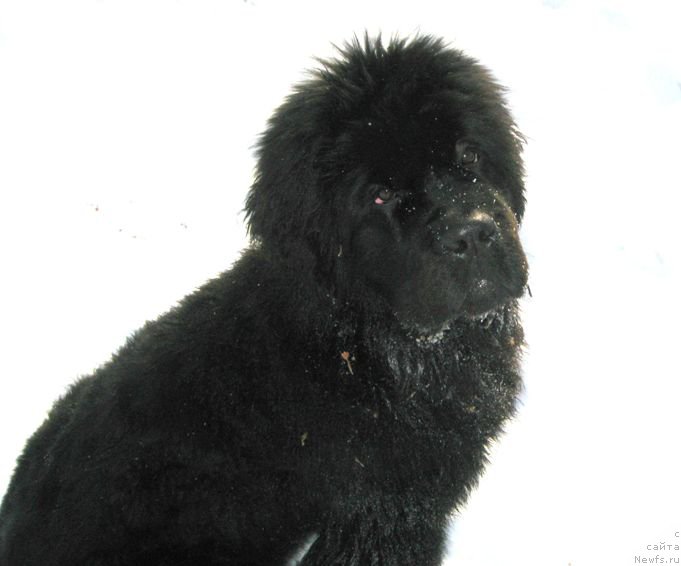 Фото: ньюфаундленд S'Nejnaya V'yuga Big Rashshen Boss (С'Нежная Вьюга Биг Рашшен Босс)