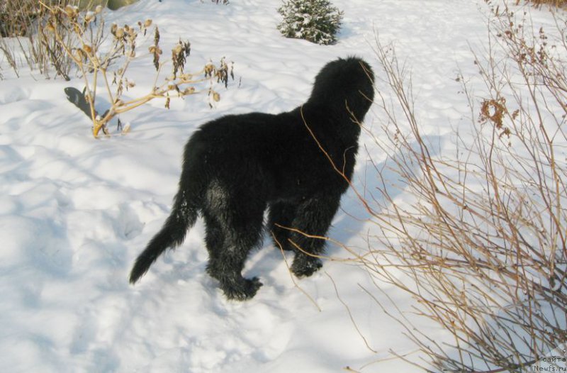 Фото: ньюфаундленд S'Nejnaya V'yuga Big Rashshen Boss (С'Нежная Вьюга Биг Рашшен Босс)