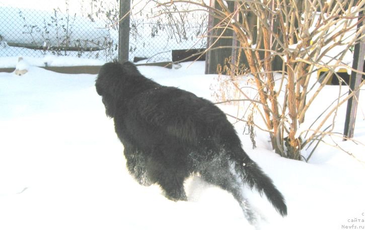 Фото: ньюфаундленд S'Nejnaya V'yuga Big Rashshen Boss (С'Нежная Вьюга Биг Рашшен Босс)