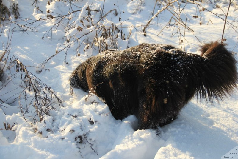 Фото: ньюфаундленд Beguschaya po Volnam Ring of Fire (Бегущая по Волнам Ринг оф Фире)