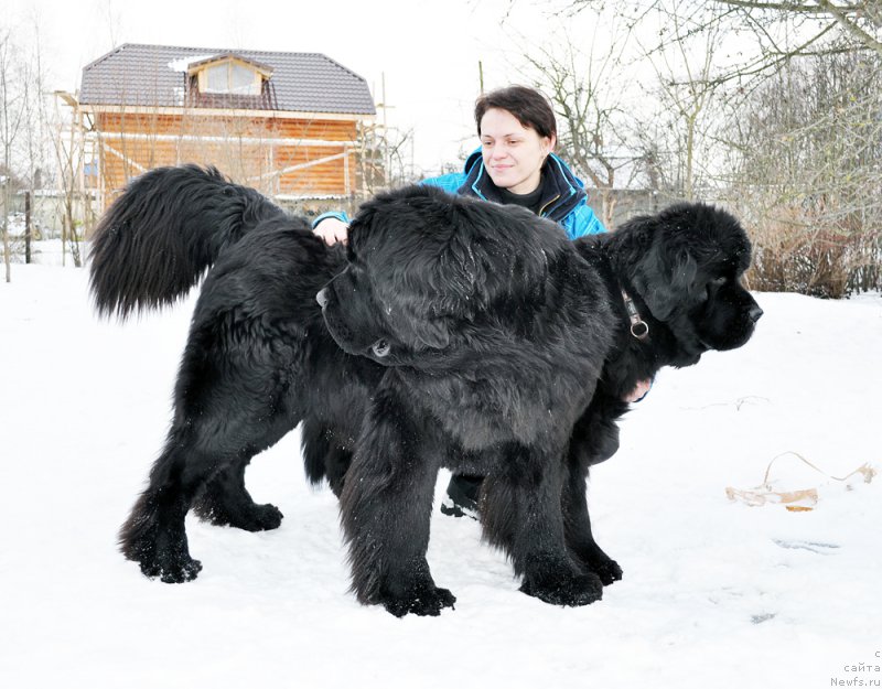 Фото: Vera Doroshkevich (Вера Дорошкевич), ньюфаундленд Beguschaya po Volnam Chess Queen in Black (Бегущая по Волнам Чесс Квин Ин Блэк), ньюфаундленд Beguschaya po Volnam Vsya Takaya Rastakaya (Бегущая по Волнам Вся Такая Растакая)