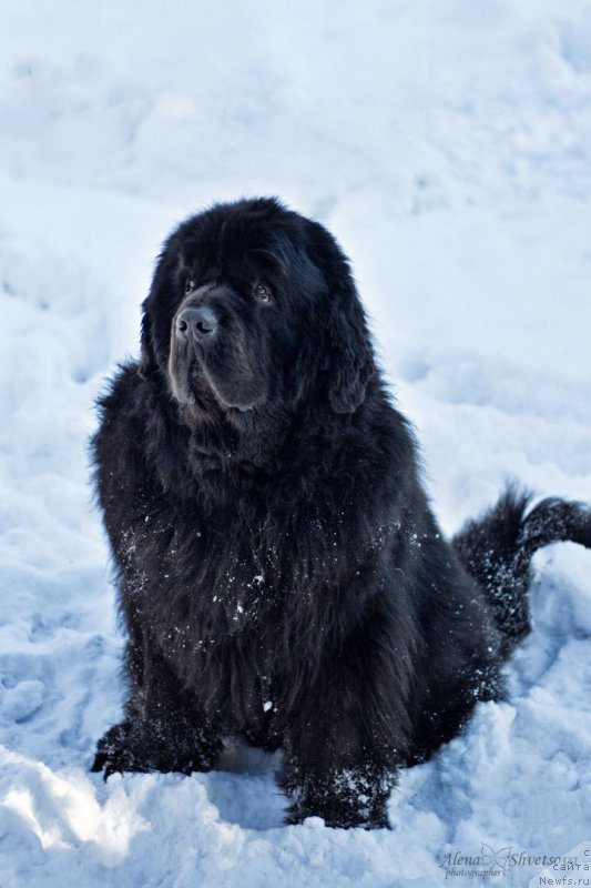 Фото: ньюфаундленд Vincent iz Medvejyego Yara (Винсент из Медвежьего Яра)