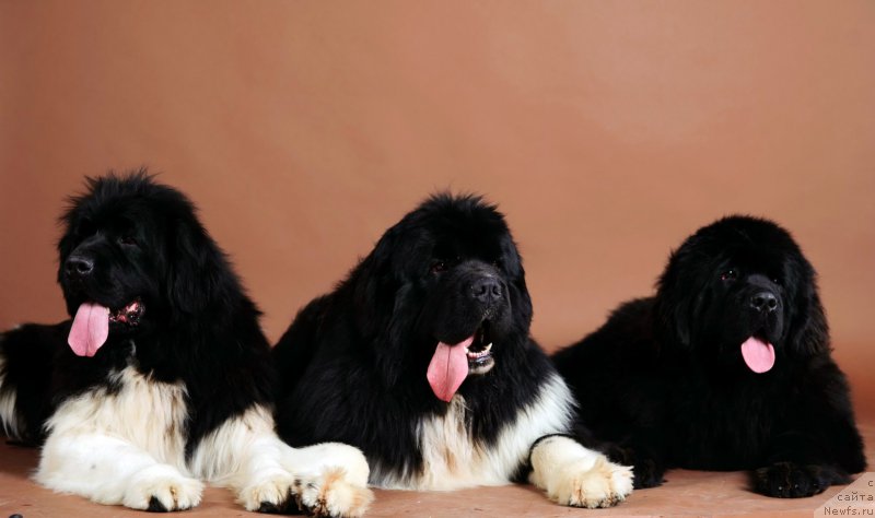 Фото: ньюфаундленд Super Premium Zhritsa Zvezd (Супер Премиум Жрица Звезд), ньюфаундленд Super Premium Rio de Janeiro (Супер Премиум Рио де Жанейро), ньюфаундленд YEksklyuziv Konnyekshen Veneciya (Эксклюзив Коннэкшен Венеция)