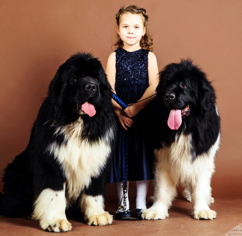 Фото: ньюфаундленд Super Premium Rio de Janeiro (Супер Премиум Рио де Жанейро), ньюфаундленд Super Premium Zhritsa Zvezd (Супер Премиум Жрица Звезд)