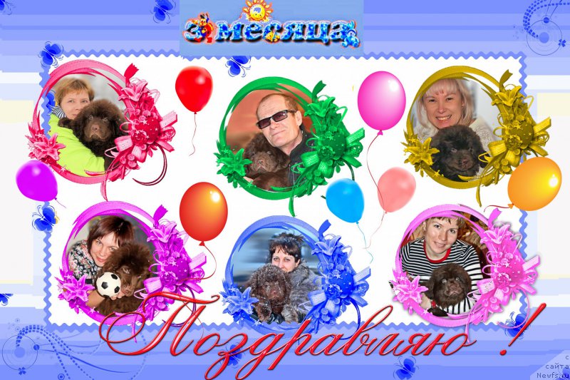 Фото: ньюфаундленд Sverkayuzhaya Gora Mashame (Сверкающая Гора Машаме), ньюфаундленд Charmer Denkam Bronze (Чармер Денкам Бронз), ньюфаундленд Brownblood MSK Sabina Ester (Браунблад МСК Сабина Эстер), ньюфаундленд Braunblad MSK Sidni Svitin Sanlayt (Браунблад МСК Сидни Свитин Санлайт), ньюфаундленд Braunblad MSK Syemmi Less (Браунблад МСК Сэмми Лесс), ньюфаундленд Braunblad MSK Saylas Soul Drim (Браунблад МСК Сайлас Соул Дрим), ньюфаундленд Braunblad MSK Stella Sofi (Браунблад МСК Стелла Софи), ньюфаундленд Braunblad MSK Sevara Reyn (Браунблад МСК Севара Рейн)