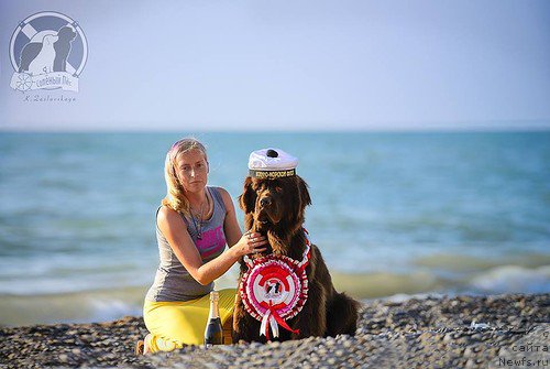 Фото: ньюфаундленд Fann'yuf Je Tem Mon Ami Fiona (Фанньюф Же Тем Мон Ами Фиона), Valeriya Aleksandrova (Валерия Александрова)