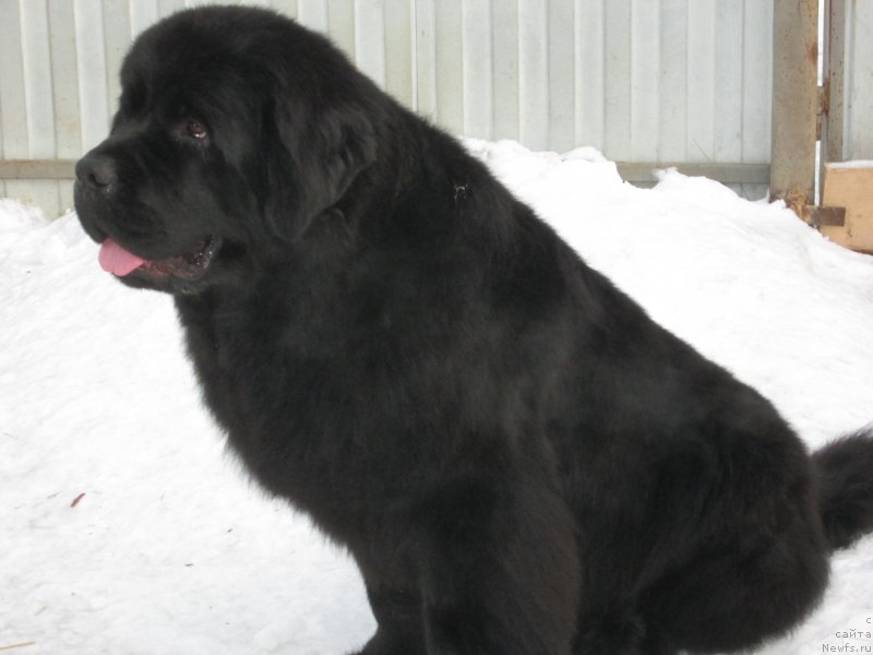 Фото: ньюфаундленд Henrietta Avatar Annies Lane (Хенриетта Аватар Анниес Лане)