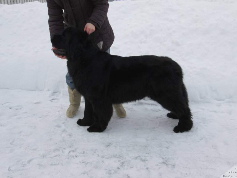 Фото: ньюфаундленд Henrietta Avatar Annies Lane (Хенриетта Аватар Анниес Лане)