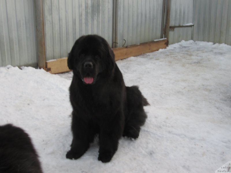 Фото: ньюфаундленд Henrietta Avatar Annies Lane (Хенриетта Аватар Анниес Лане)