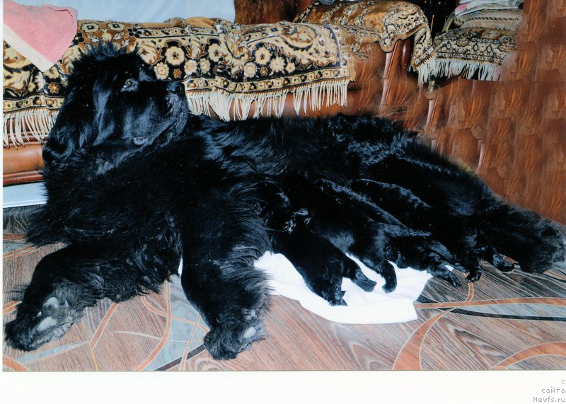 Фото: ньюфаундленд Abigail Cherch Vins (Абигаль Черч Винс)