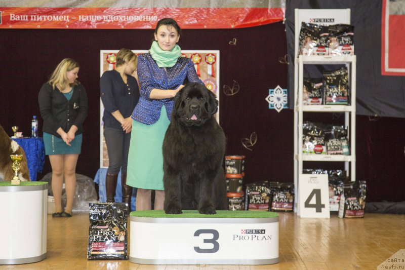 Фото: ньюфаундленд Akvatoriya Kelvin YAvnoe CHudo (Акватория Келвин Явное Чудо)