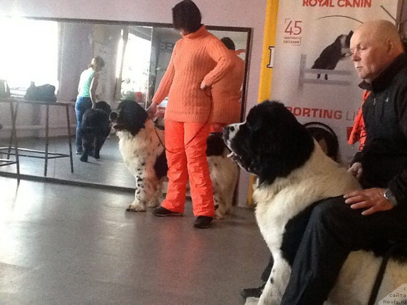 Фото: ньюфаундленд Mag Ispolin Obi-Van Kenobi (Маг Исполин Оби-Ван Кеноби), ньюфаундленд Mag Ispolin Ol'ha (Маг Исполин Ольха)