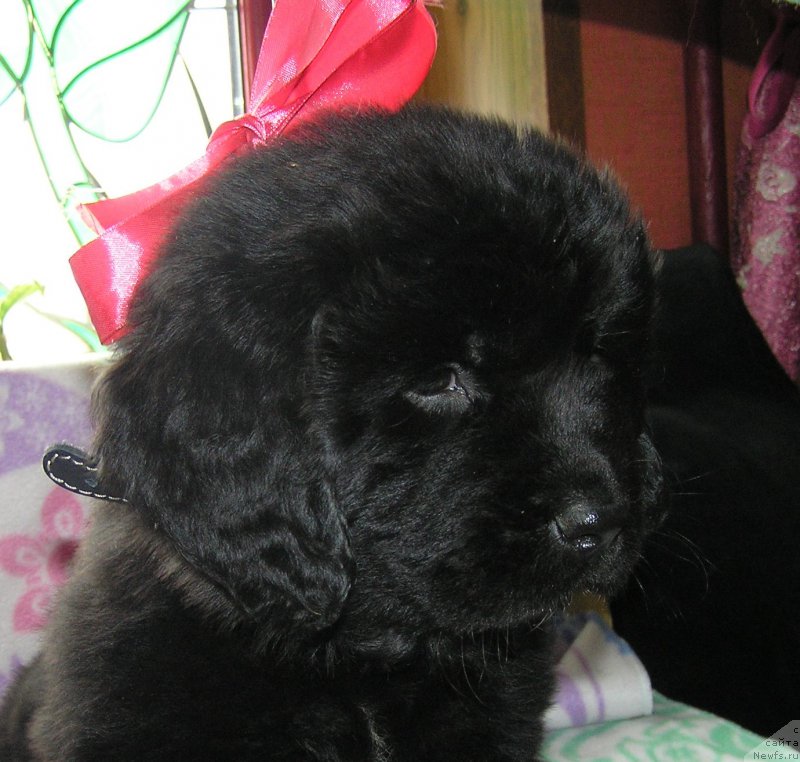 Фото: ньюфаундленд Matvey s Berega Dona (Матвей с Берега Дона)