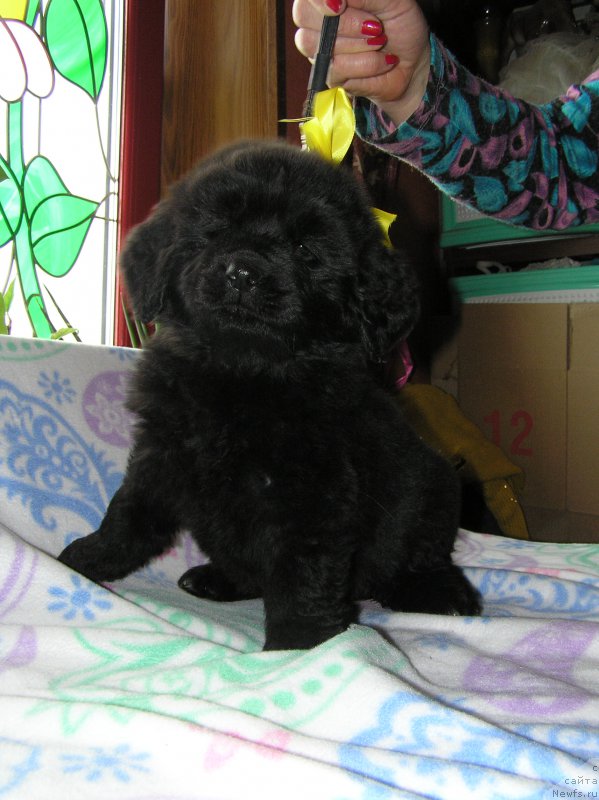 Фото: ньюфаундленд Matvey s Berega Dona (Матвей с Берега Дона)