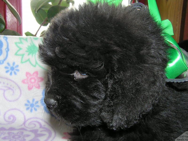 Фото: ньюфаундленд Matvey s Berega Dona (Матвей с Берега Дона)