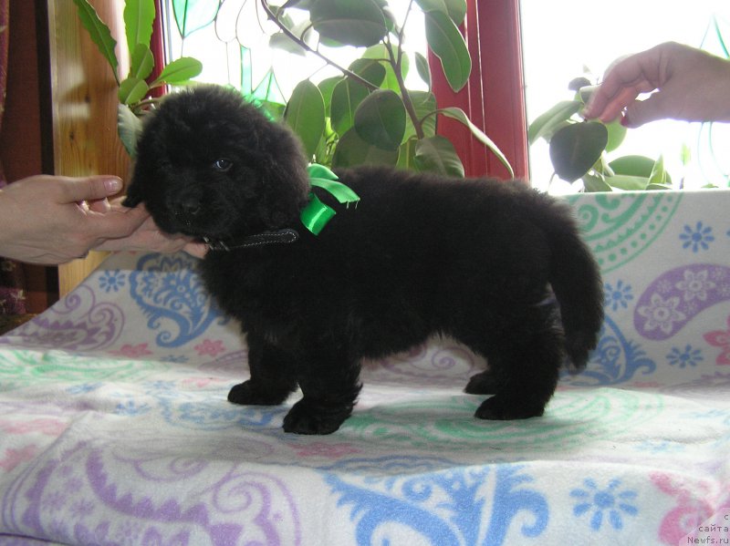 Фото: ньюфаундленд Matvey s Berega Dona (Матвей с Берега Дона)