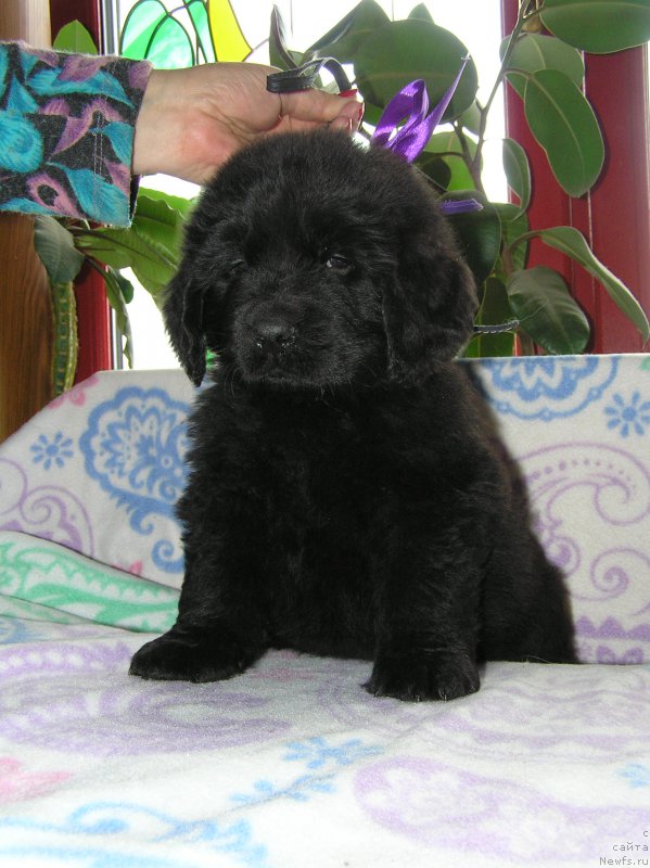 Фото: ньюфаундленд Matvey s Berega Dona (Матвей с Берега Дона)