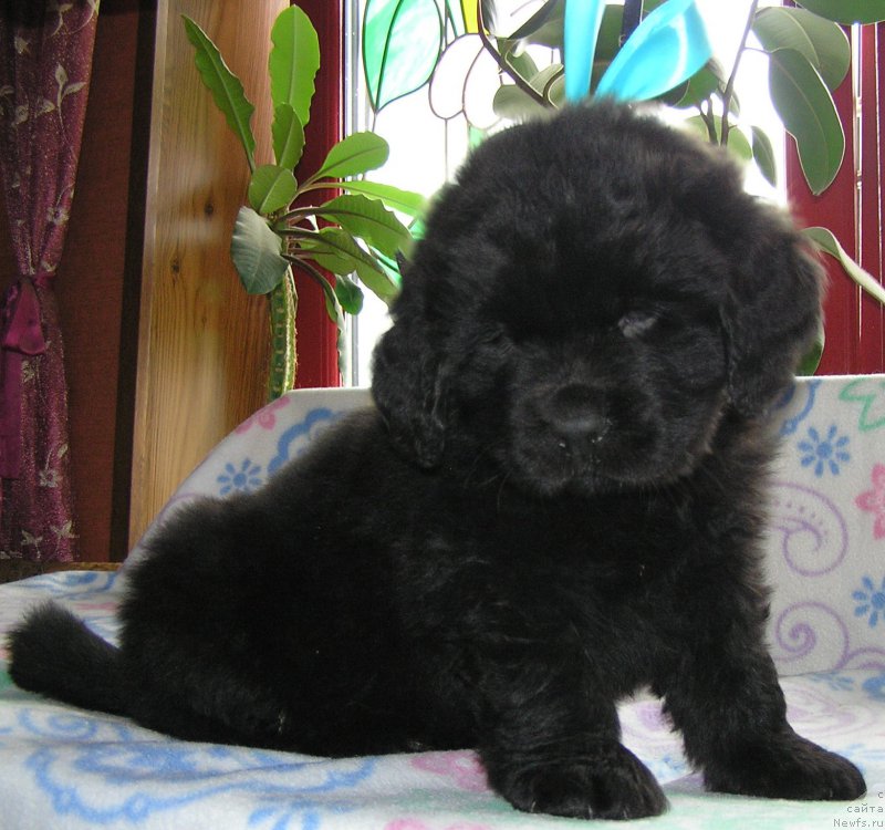 Фото: ньюфаундленд Matvey s Berega Dona (Матвей с Берега Дона)