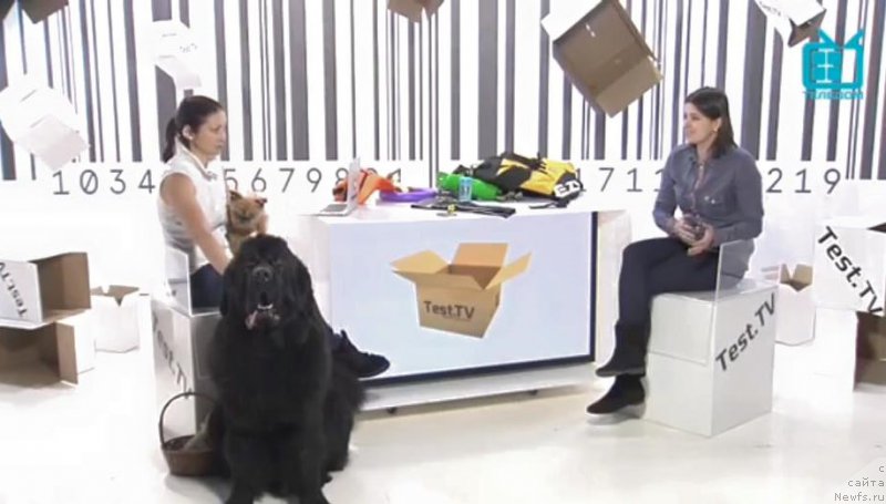 Фото: ньюфаундленд Smigar Liverpulsiy Chetvertak (Смигар Ливерпульский Четвертак)