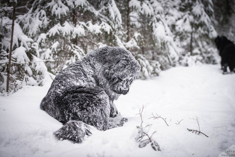 Фото: ньюфаундленд Love Inside Your Soul Moon Bear (Love Inside Your Soul Moon Bear)