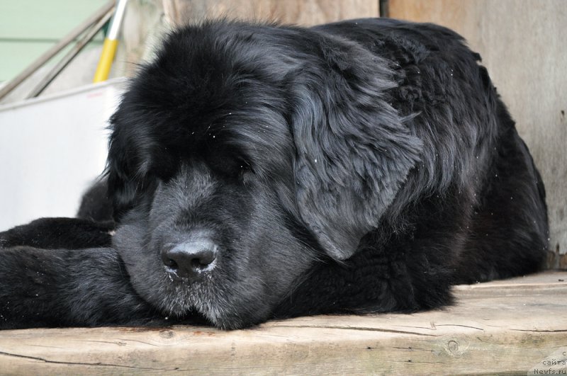 Фото: ньюфаундленд Beguschaya po Volnam Harizma (Бегущая по Волнам Харизма)