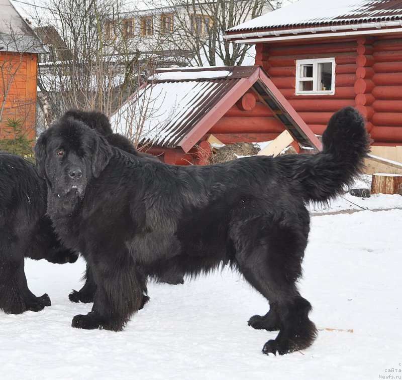 Фото: ньюфаундленд Beguschaya po Volnam Harizma (Бегущая по Волнам Харизма)