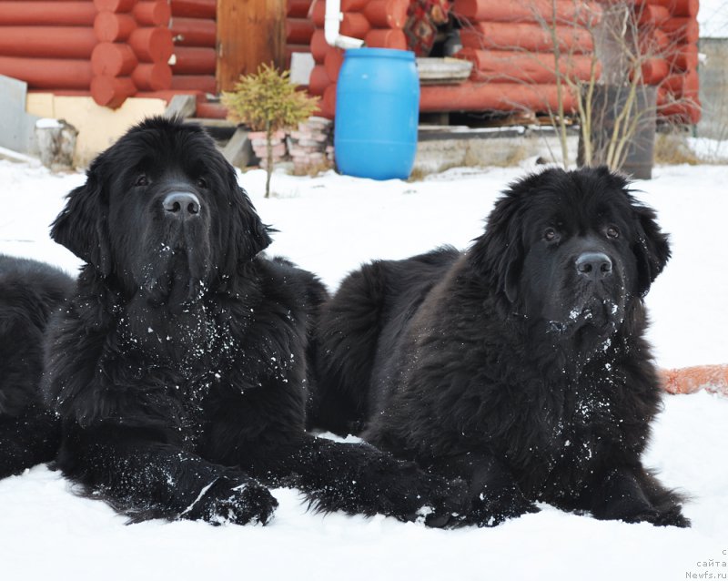 Фото: ньюфаундленд Beguschaya po Volnam Chess Queen in Black (Бегущая по Волнам Чесс Квин Ин Блэк), ньюфаундленд Beguschaya po Volnam Bravo Bravissimo (Бегущая по Волнам Браво Брависсимо)