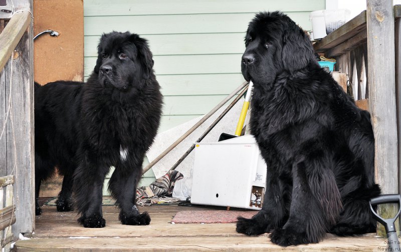 Фотография № 202177