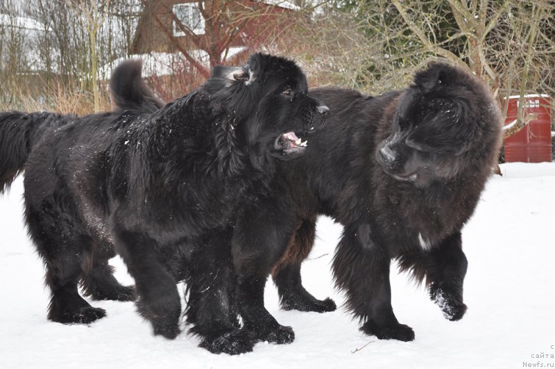 Фото: ньюфаундленд Beguschaya po Volnam Chess Queen in Black (Бегущая по Волнам Чесс Квин Ин Блэк), ньюфаундленд Beguschaya po Volnam Bravo Bravissimo (Бегущая по Волнам Браво Брависсимо)
