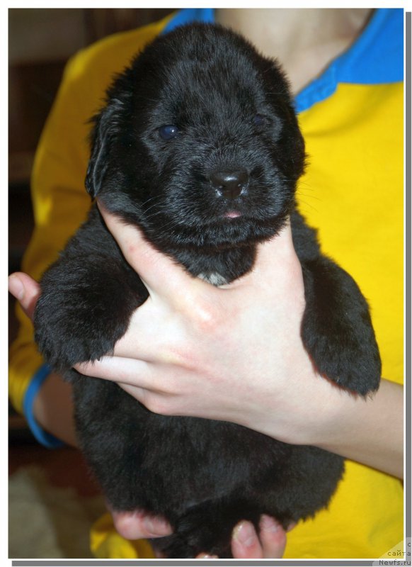 Фото: ньюфаундленд Enigmatic kingd Аctual Fabulous (Енигматик Кингд Актуал Фабулоус)