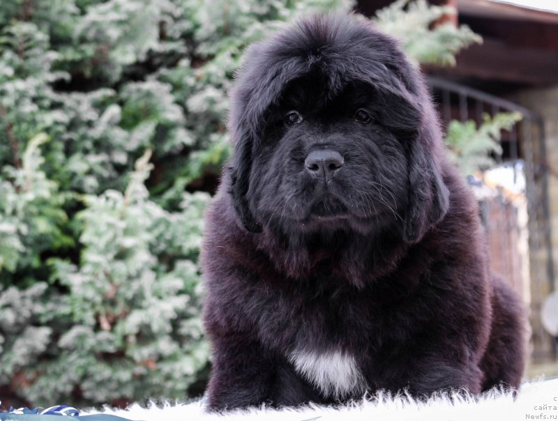 Фотография № 202182