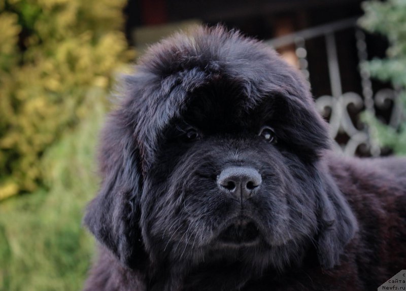 Фотография № 202183