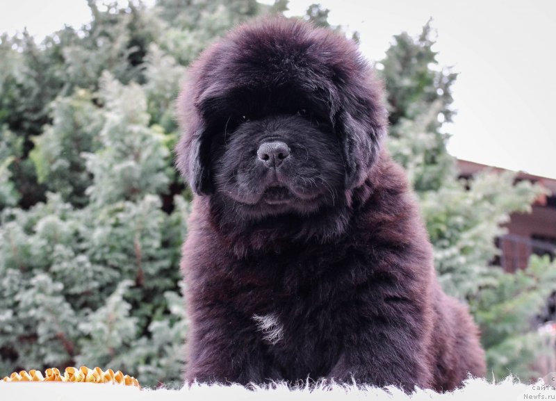 Фотография № 202186