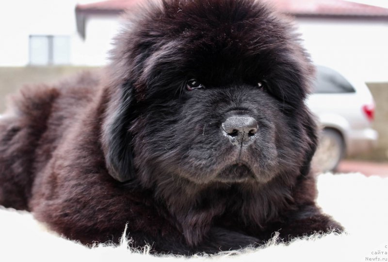 Фотография № 202187