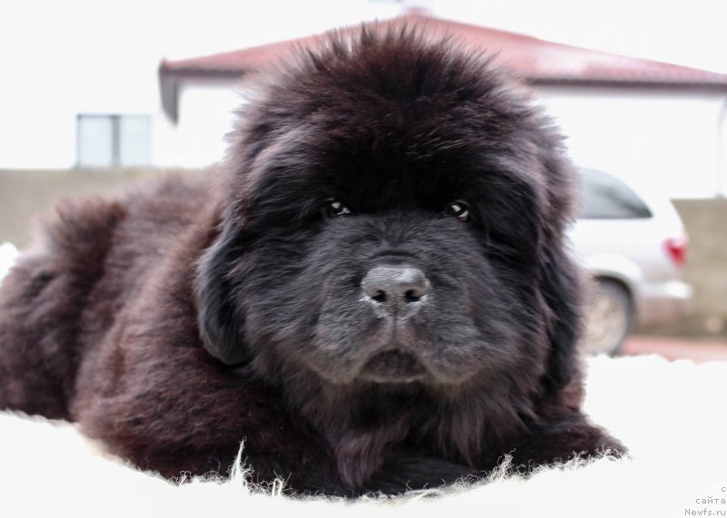 Фотография № 202188