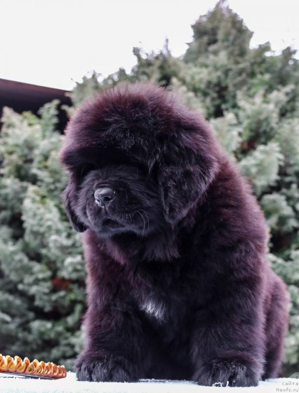 Фотография № 202190