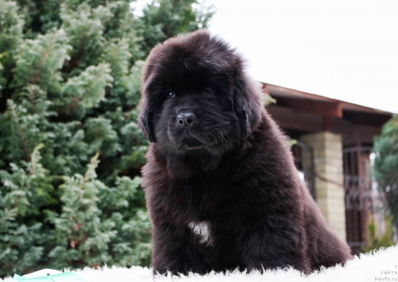 Фотография № 202191