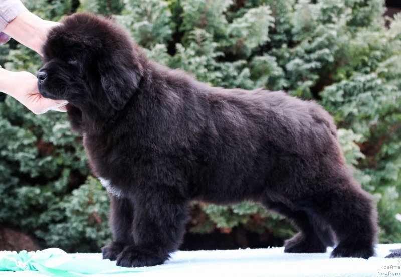 Фотография № 202192