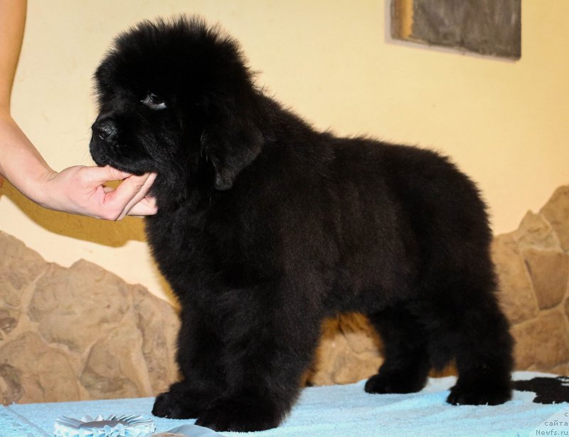 Фотография № 202194