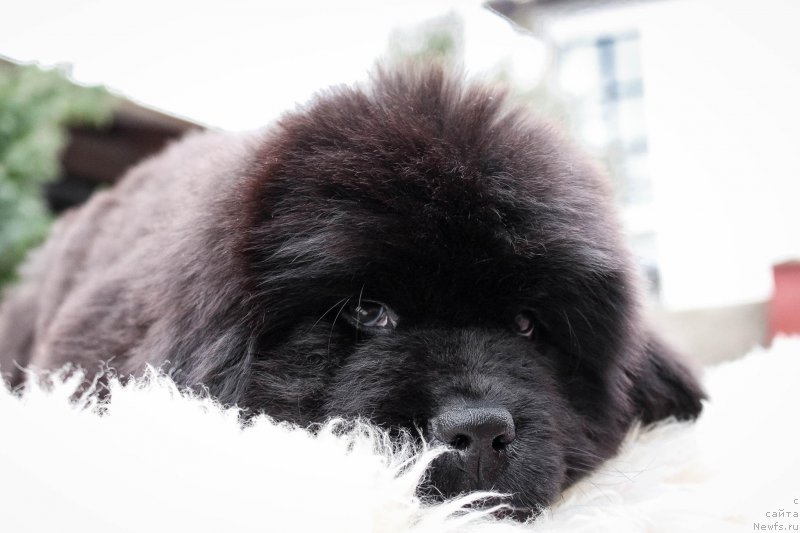 Фотография № 202197